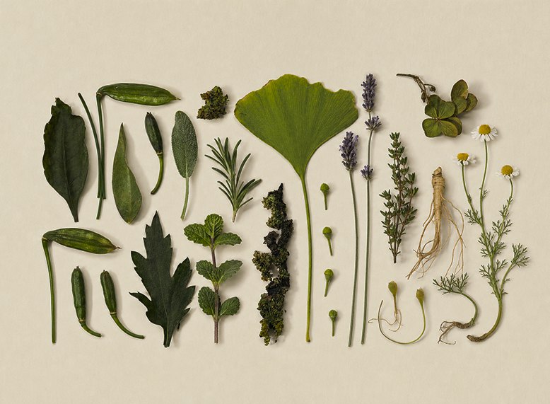 Botanical study of leaves, seeds, and traditional herbs