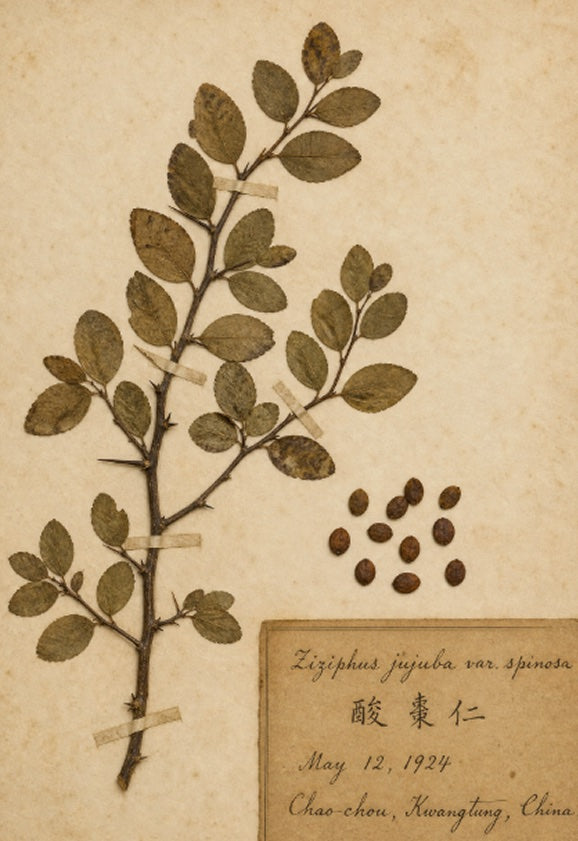 Ziziphus Seed botanical specimen (Ziziphus Jujuba var. Spinosa)